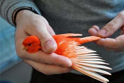 Ein glattes Gefieder und ein gleichmäßiges Rot ohne Pigmentflecke zeichnen den Siegervogel aus.