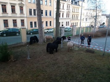 Beamte des Polizeireviers Werdau sind am Freitag sechs tierische "Verdächtige" ins Netz gegangen.