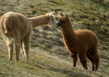 Flauschig und weich, so kennt man die Alpakas eigentlich. Am Dienstag ging es den Tieren an die Wolle.