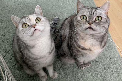 Maja (genannt Mayonnaisi, l.) und Melli (Mellers) sind die Katzen von Catharina Jacobi. Die Geschwister der Rasse British Kurzhaar sind sieben Jahre alt. Jacobi sagt: „Ich könnte mir ein Leben ohne Katzen nicht vorstellen.“ Anmerkung der Autorin: Vielleicht wird ja irgendwann auch mal das Musical „Cats" auf die Freiberger Bühne gebracht.