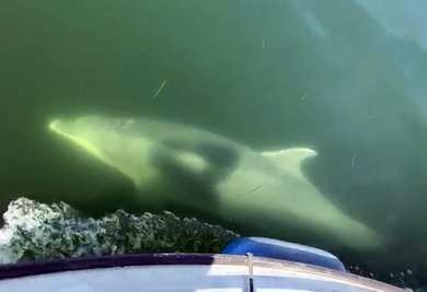 ..regelmäßig in der deutschen und dänischen Ostsee zu Besuch gekommen.