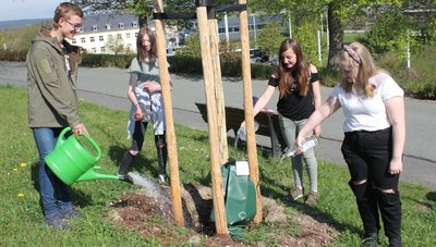 Thomas, Amelie, Luise und Evangeline (von links) beim Angießen der Amerikanischen Roteiche. Für insgesamt drei Bäume rund um den Bärenstein hat die Klasse 7a der Rückert-Oberschule eine Baumpflegepatenschaft übernommen. 