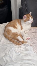 Kater August ist vom Dach eines Mehrfamilienhauses in Mittweida gerettet worden. 