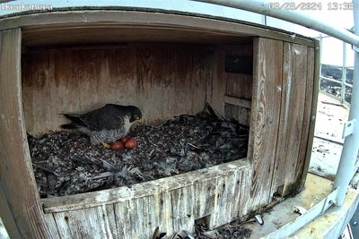 Drei Eier liegen im Nistkasten der Wanderfalken. Nun hofft man, dass in vier Wochen Junge schlüpfen.