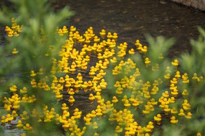 Hunderte Enten schwammen auf dem Gewässer.