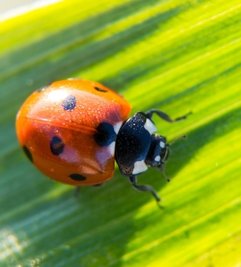 Ein Marienkäfer, auf Erzgebirgisch Sommerwürml.