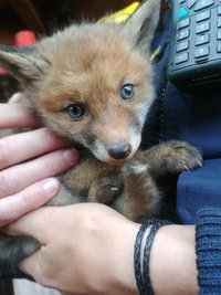 Ohne Rettung durch die Polizei hätten zwei verwaiste Fuchsbabys in Oberbayern den Tod gefunden