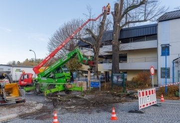 Die Fällung der Linde. 