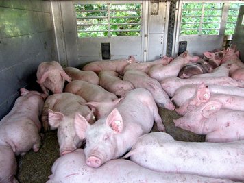 Diese Ferkel mussten nochmals verladen werden, weil der Transport sechs Tonnen Überlast hatte. Das Bild zeigt die Tiere nach der Verladung in ein zweites Fahrzeug.