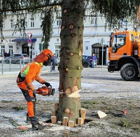 Ein Mitarbeiter des Bauhofs übernahm das Fällen des Baums auf dem Markt. 