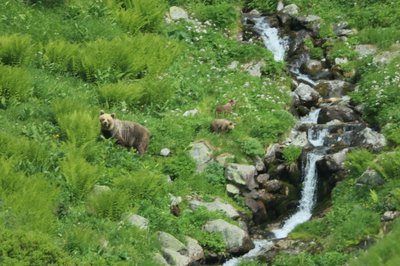 Eine Bärin geht mit ihrem Nachwuchs durch ein Tal in der Westtatra in der Slowakei. Nach offiziellen Zählungen gibt es in der Slowakei rund 1.200 freilebende Bären. (Archivbild)