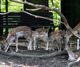 Am 7. Mai kam das erste Kalb zu Welt. Alle fünf Jungtiere nehmen noch Muttermilch an, knabbern auch schon selbst Frischfutter. In Hainichen wird sogar mehrsprachig davor gewarnt, die Tiere zu füttern.