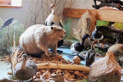 Die heimische Tierwelt ist Bestandteil der Ausstellung im Schloss Leubnitz.