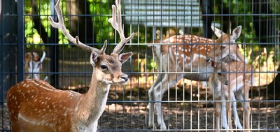 Hirsch Bruno war erfolgreich: Fünf Damen im Damwildgehege haben schon Nachwuchs. Ein Tier ist wohl noch trächtig.