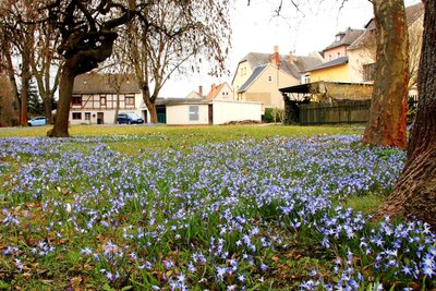 Blausterne am Albertplatz in Pausa sind ein echter Hingucker.