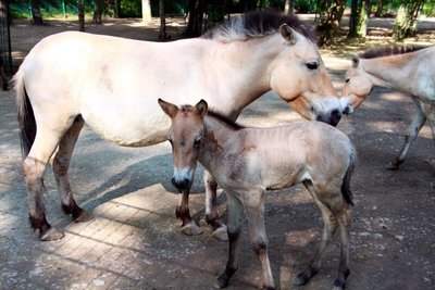 Im Tierpark Chemnitz ist die kleine Herde der Przewalskipferde ist um ein weibliches Fohlen angewachsen.