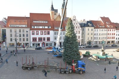 Der Stamm der 16 Meter hohen Tanne wird auf den richtigen Durchmesser gebracht, bevor sie aufgestellt werden kann. 
