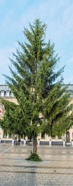 Ein Weihnachtsbaum soll dieses Jahr nur auf dem Altmarkt stehen. 