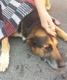 Die Polizei sucht den Halter dieses Hundes.