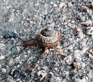 Weinbergschnecke am Neujahrstag in Muldenhammer. 