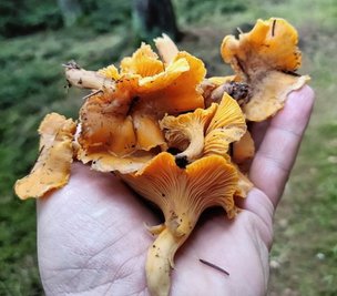Frische Pfifferlinge zum Jahres-beginn in Bergen. 