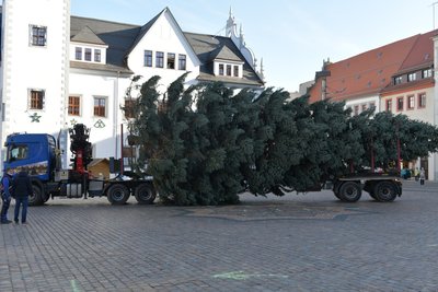 Liegend kam der Baum am Obermarkt an. 
