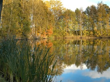 Rund um die Torfgrube in Mittweida ist es gerade jetzt im Herbst idyllisch. Doch vor allem im Sommer ist dort viel los. Es wird gebadet und gegrillt.