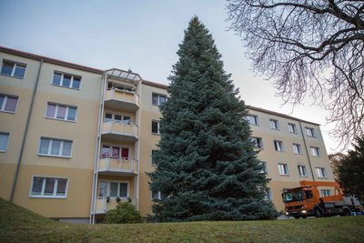 Zuvor stand die Tanne im Münzbachtal...