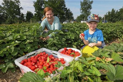 Mandy Badura hat mit Unterstützung von Sohn Erick am Montagvormittag rund 22 Kilogramm Erdbeeren in Dennheritz geerntet. 