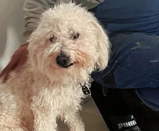 Hündin Luna wurde Opfer eines Giftköder-Anschlags. 