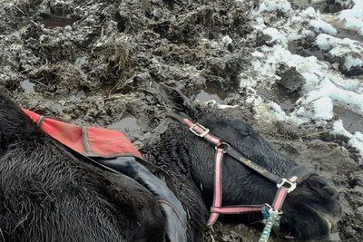 Das Pferd kam von allein nicht mehr hoch, dem Tier geht es wieder gut.