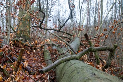 Mehrere Bäume sind in einem privaten Waldstück im Erzgebirgevon Unbekannten gefällt worden.