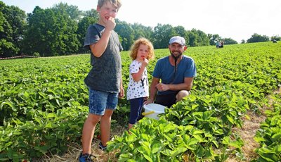  Auf anderthalb Hektar wachsen vier Sorten Erdbeeren zum selber pflücken.