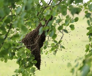 Die anzeigepflichtige Bienenseuche "Amerikanische Faulbrut" ist im Vogtlandkreis ausgebrochen. Die betroffenen Bienenstände (Symbolfoto) befinden sich in Oberhermsgrün und Oelsnitz.