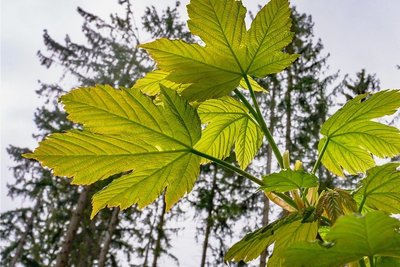 Ein junger Bergahornbaum neben alten Fichten. Ziel ist ein mehrschichtiger, artenreicher Wald, in dem Bäume verschiedener Altersklassen stehen.
