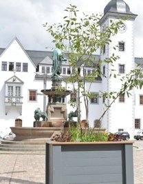 Neue bepflanzte Blumenkübel wurden auf dem Freiberger Obermarkt aufgestellt. 