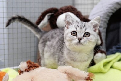 Im Alter von nur wenigen Wochen ist auch Kätzchen Ava im Tierheim abgegeben worden. Auch sie gehört zu einer Rasse, die bei vielen sehr beliebt ist. 