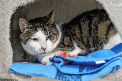 Doch auch ältere Tiere wie Kater Selenio werden aktuell im Tierheim "Neu-Amerika" versorgt. Er kam dort in schlechtem Zustand an, wurde aufgepäppelt. Selenio ist sehr sensibel. 