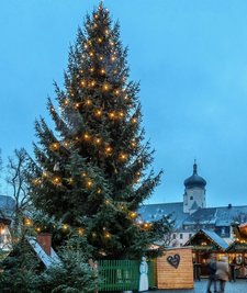 Der Marienberger Baum landet im erzgebirgsinternen Wettbewerb mit14,53 Metern auf dem vierten Platz. 