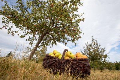 Auf öffentlichen Streuobstwiesen in Plauen darf jeder ernten.