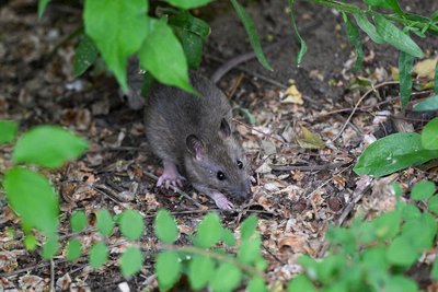 Rund um den Katzengarten waren Ratten gesichtet worden. Doch ihre Zahl hat offenbar abgenommen.