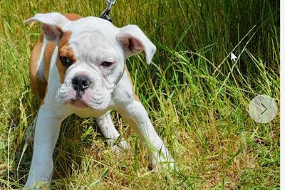 Der kleine Butch erholt sich im Tierheim Röhrsdorf von seinen Strapazen.