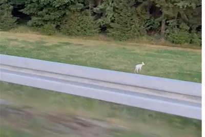 Dieser Bildausschnitt aus dem Video zeigt das kleine weiße Reh am Straßenrand bei Schneeberg.