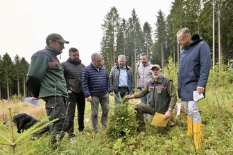 6000 Bäume für das Erzgebirge: So haben sich die Setzlinge entwickelt - Revierförster Uwe Gruber (kniend) zeigt, wie sich die Tanne entwickelt hat.