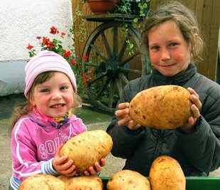<p class="artikelinhalt">Lina und ihr Bruder Luca staunen, was für große Kartoffeln Opa Hans Klemer in Wiesa geerntet hat. Die größte Knolle wiegt 1062 Gramm, die anderen zwischen 800 und 1000 Gramm. Die Kinder freuen sich schon auf Kartoffelpuffer mit Apfelmus. </p>