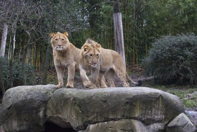 Die Junglöwen Bahati und Amaru (r.) sind inzwischen so gut wie erwachsen.