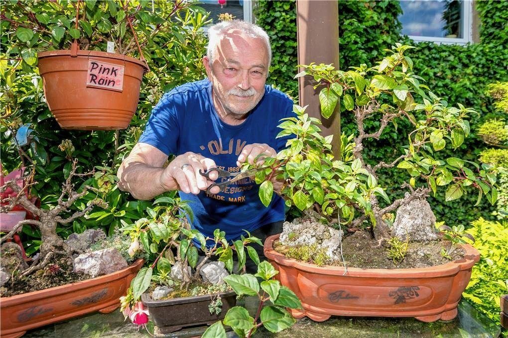Erzgebirger bangt um Prsentation auf der Buga in Mannheim: Bonsai-Fuchsien  sind erfroren