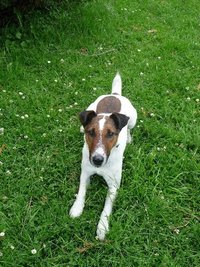 Zollhund "Lucky".