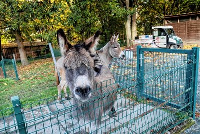 Tierisches Vergnügen verspricht der Tierpark in Freiberg. 