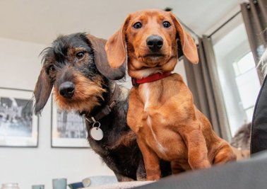 Dackel Happy End: Willi (rechts) mit Adoptivschwester Elli im neuen Heim in Fasendorf.